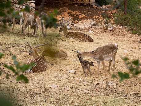 Wildlife MOUNTAIN DEERS in MOUNT CARMEL