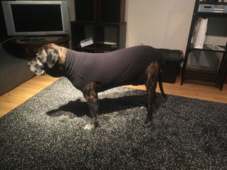 Gunner the Mastiff