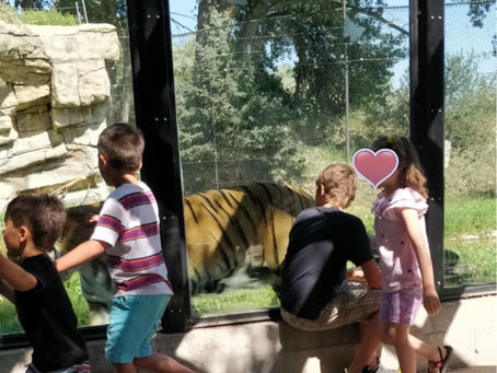Lions, TIGERS, and bears!