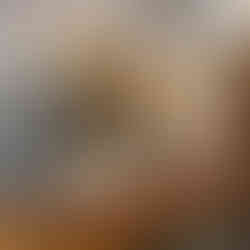 Taxidermy lion from around 1909 to 1919 - body facing right and face looking at the camera.