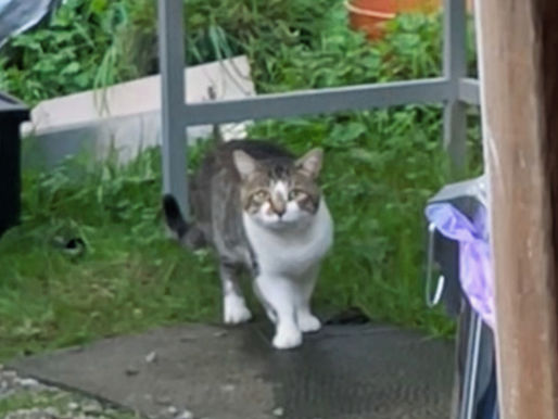 George - a white cat with grey and brown patterns, with a white belly and legs.