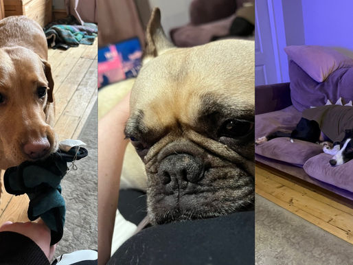 Three vertical columns - Left to right - Anya, a gold Labrador - Kiki, a cream French bulldog - Patrick, a black and white lurcher.