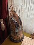 Taxidermy bird in large glass dome with a base - inside is a brown bird with blue wings an