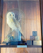 Taxidermy barn owl in glass dome with a