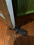 A cast iron doorstop shaped like a beetle. With pincers around the door edge_