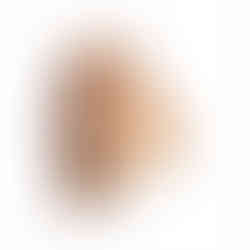 cabeças de parede, cabeças de pelúcia, cabeça parede pelúcia, cabeça wild and soft, cabeça animal, animal de parede, leão