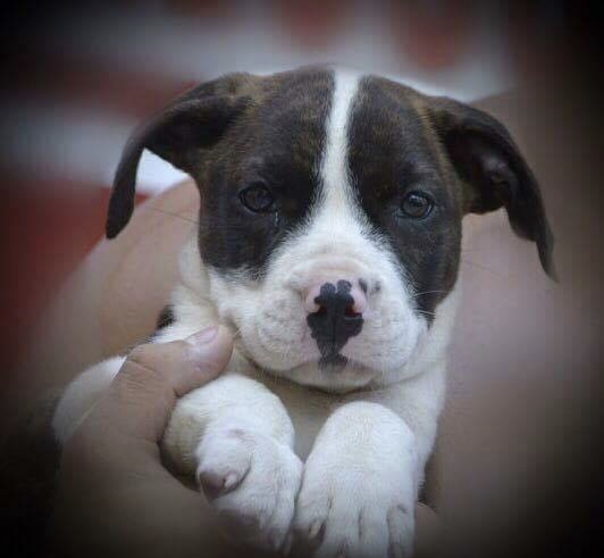 Brooke's Legacy Animal Rescue, Inc.