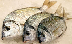 Saraghi