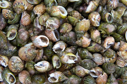 Lumachina di mare