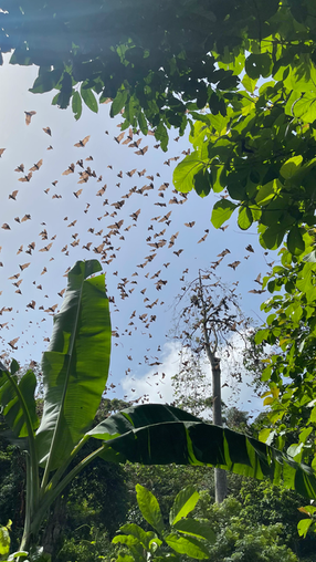 Vallée des chauves-souris