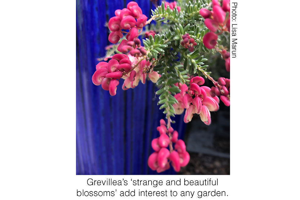 Grevillea's 'strange and beautiful blossoms' add interest to any garden. Photo courtesy of Lisa Marun.