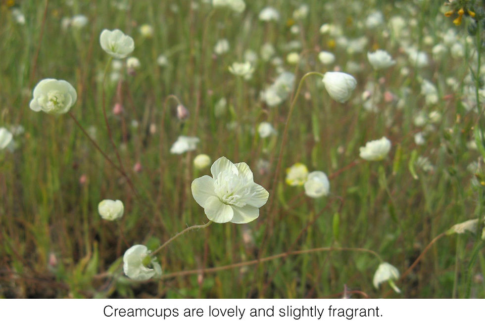 Creamcups are lovely and slightly fragrant.