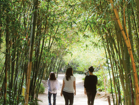 NEWS: Forest Bathing at SDBG
