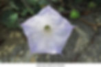 Sacred datura flowers are sometimes tinged with lavender.