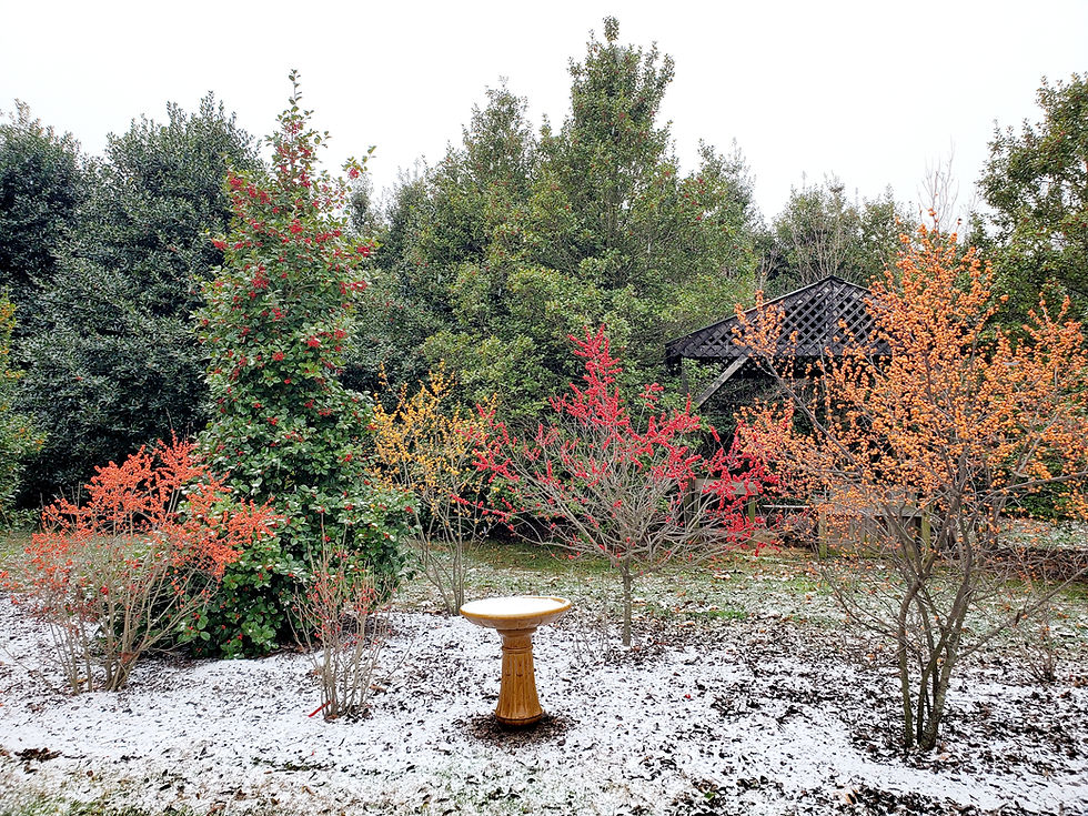 The Crown Jewel of Horticulture: Ilex opaca, American Holly