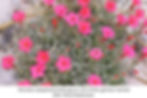 Aliciella caespitosa belongs to one of the genera named after Alice Eastwood.