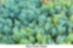Blue Chalk Sticks. Attribution: By Abu Shawka .Public Domain