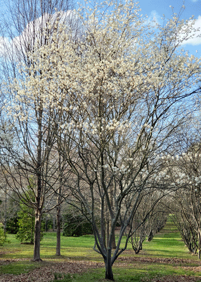 oin Us for our 16th Annual Serviceberry Festival.