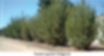Tecate Cypress Hedgerow. Credit: Las Piliatas.com