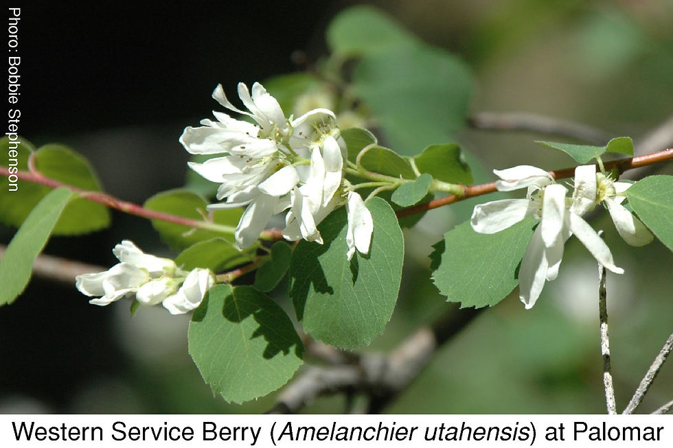 Western service berry (Amelanchier utahensis) at Palomar. Photo Credit: Bobbie Stephenson