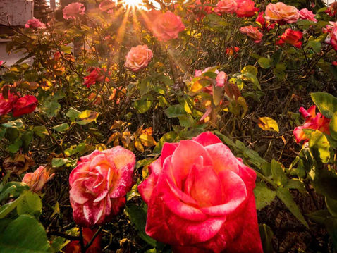 PERMACULTURE: Would Roses By Any Other Name, Taste As Sweet?