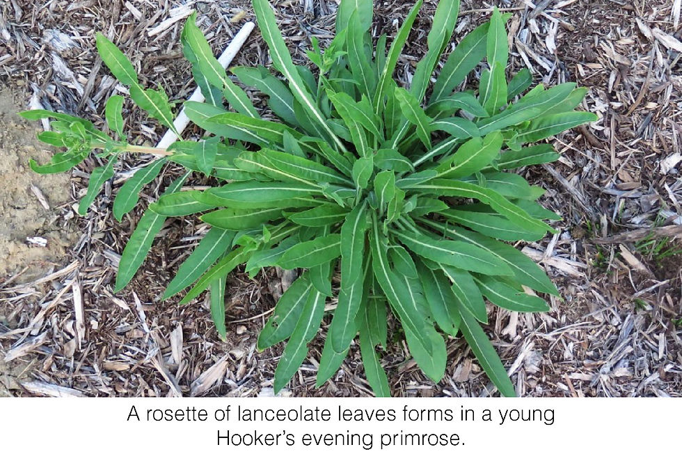 A rosette of lanceolate leaves forms in a young Hooker's evening primrose.