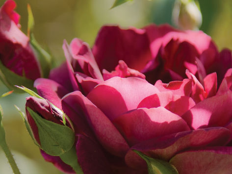 SHARING SECRETS: Rose Pruning Tips