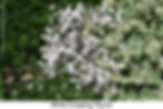 White Creeping Thyme. Attribution: Patrick Standish CC BY-SA 2.0