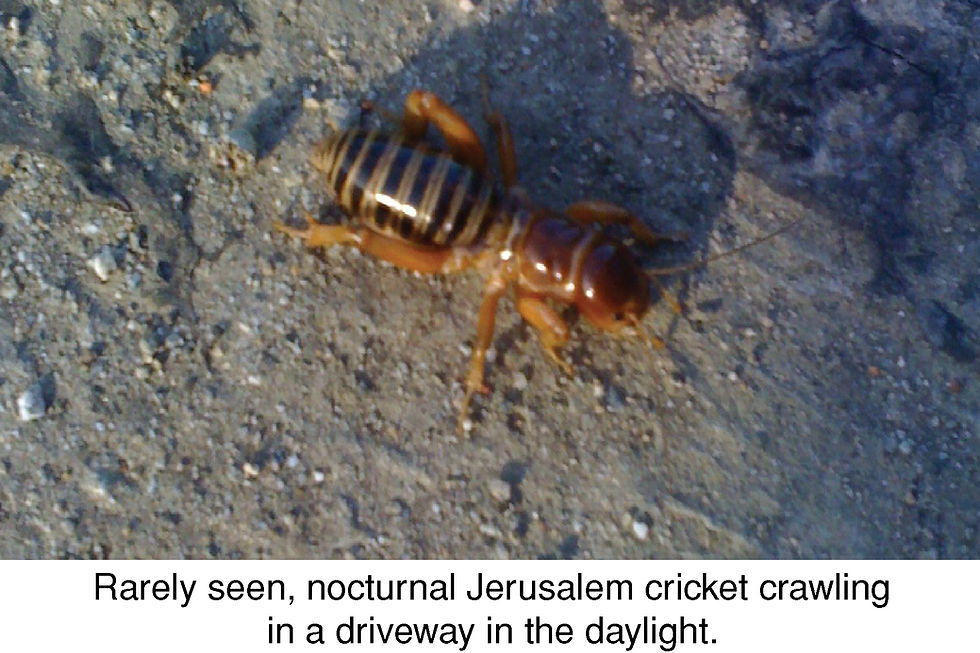 Rarely seen, nocturnal, Jerusalem cricket crawling in a driveway in the daylight.