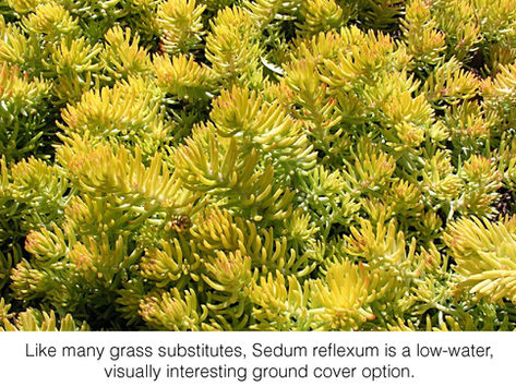 SHARING SECRETS: Going Grassless With Ground Covers