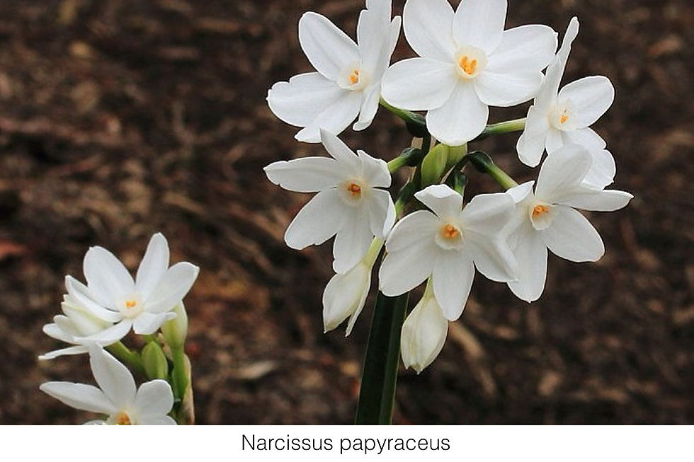 Narcissus papyraceus