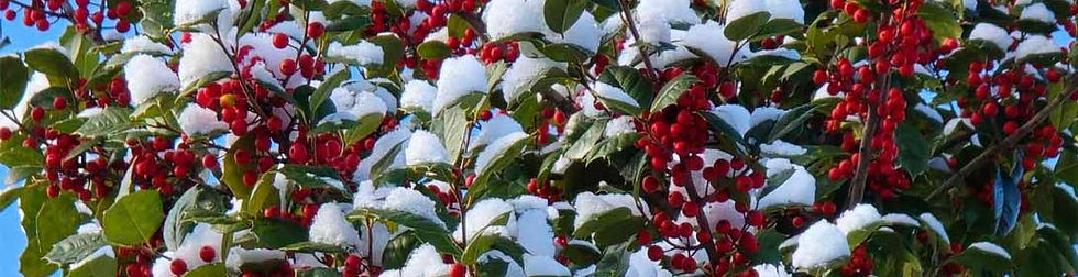snow on holly berries
