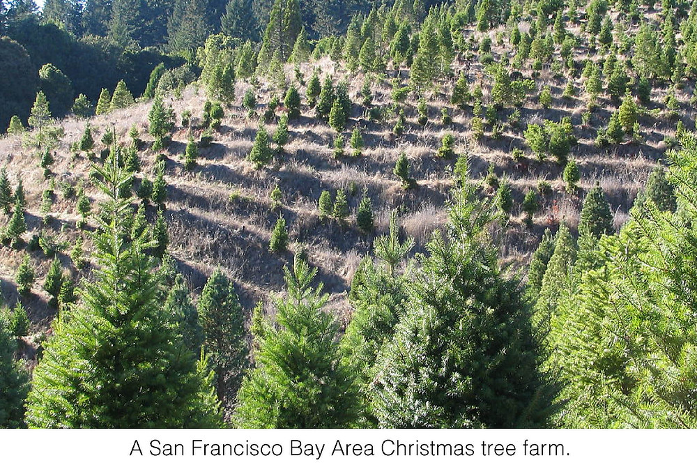 A San Francisco Bay Area Christmas tree farm. Image courtesy of Peter Kaminski.