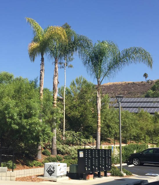 TREES, PLEASE Queen Palms, Part1 Growth Habit, Fertilizer, and Pruning