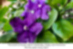 The scent of Susan Starr's Yesterday, Today, and Tomorrow fills her patio every April.