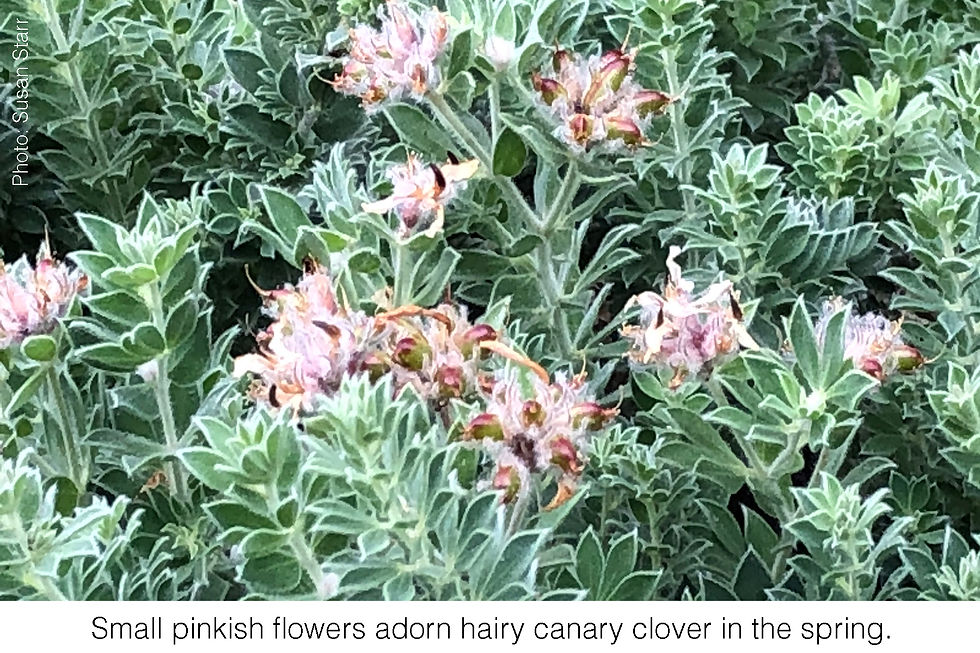 Small pinkish flowers adorn hairy canary clover in the spring. Image courtesy of Susan Starr.