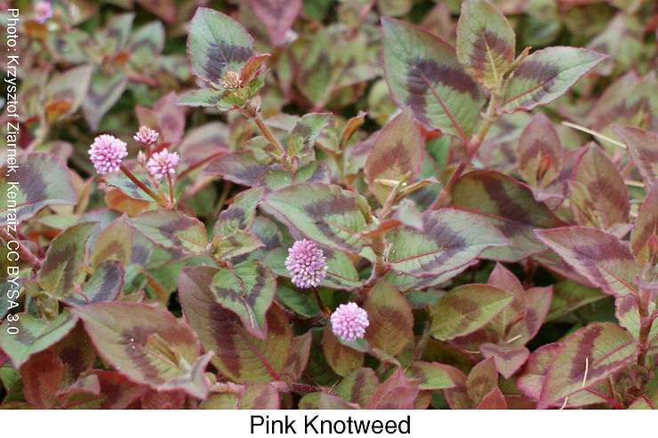 Pink Knotweed. Attribution: Krzysztof Ziarnek, Kenraiz. CC BY-SA 3.0