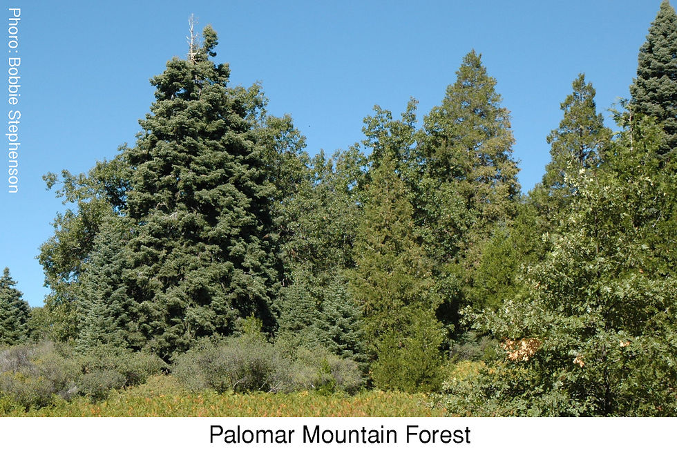 Palomar Mountain Forest. Photo Credit: Bobbie Stephenson