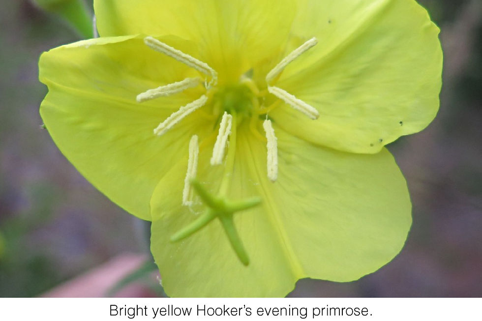 Bright yellow Hooker's evening primrose.