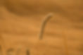 wheat-field-.jpg