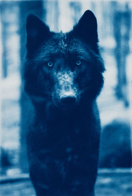 cyanotype wolf portrait