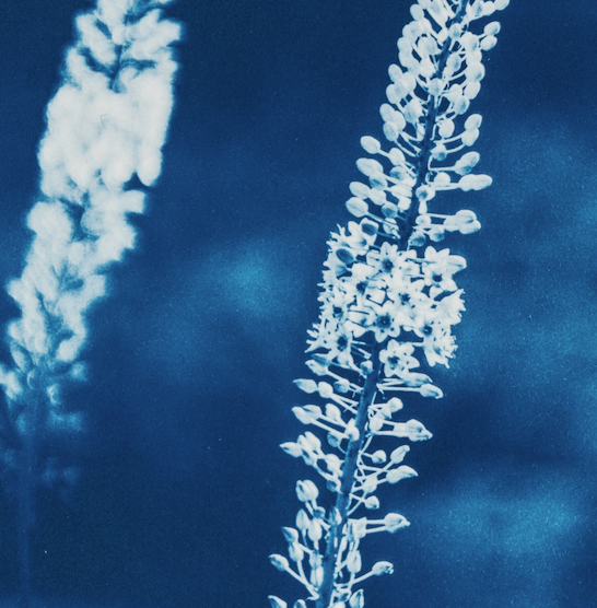 Thumbnail: Rêveries Nomades // 1 // Original Cyanotype
