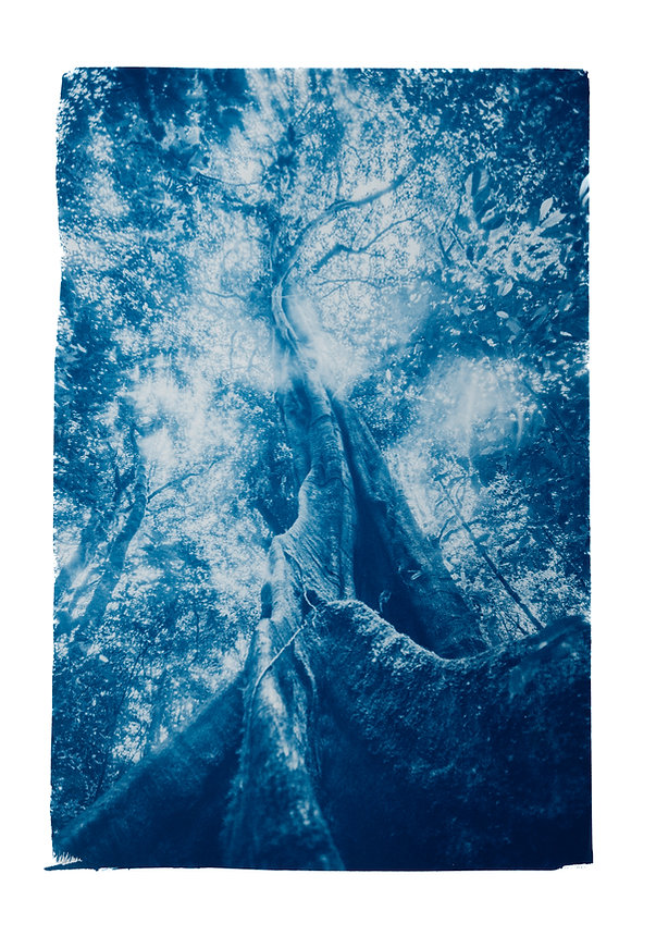 Cyanotype original "La lumière"