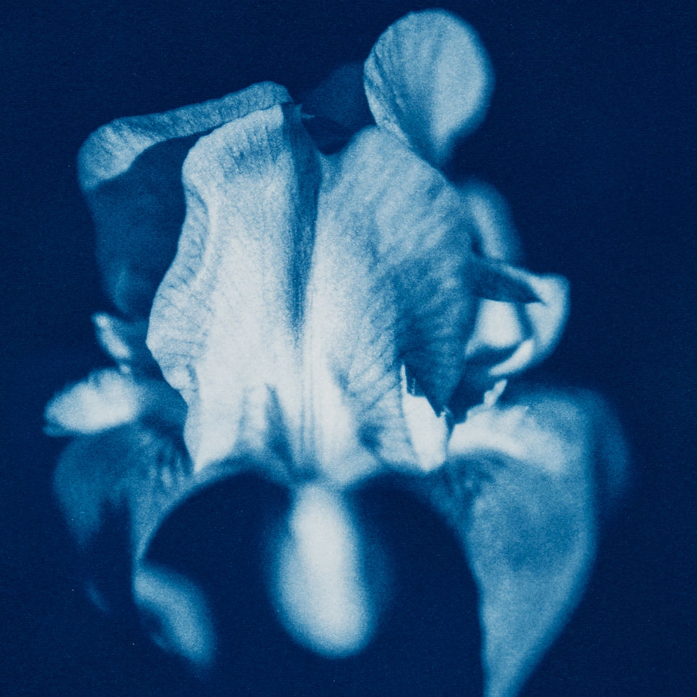 Thumbnail: iris flower cyanotype