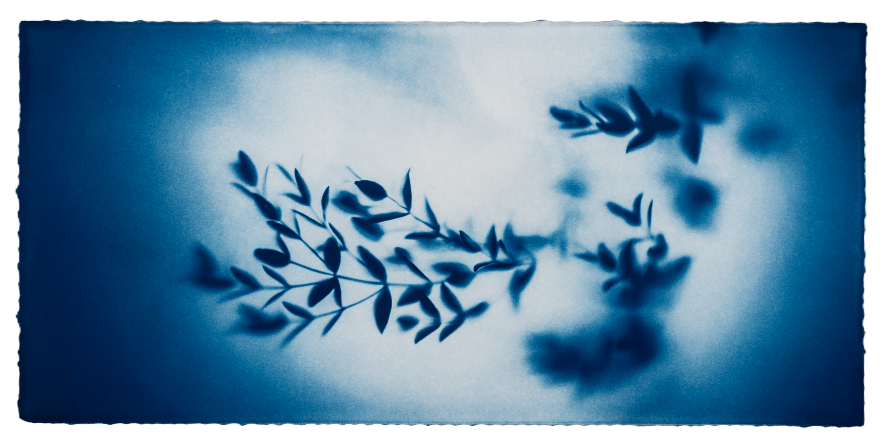 Elements cyanotype collection