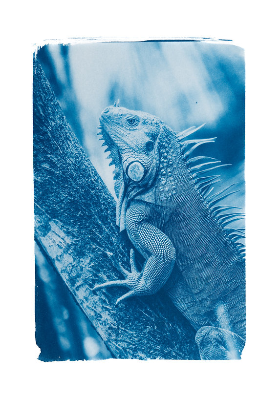 Cyanotype Original "Iguane"