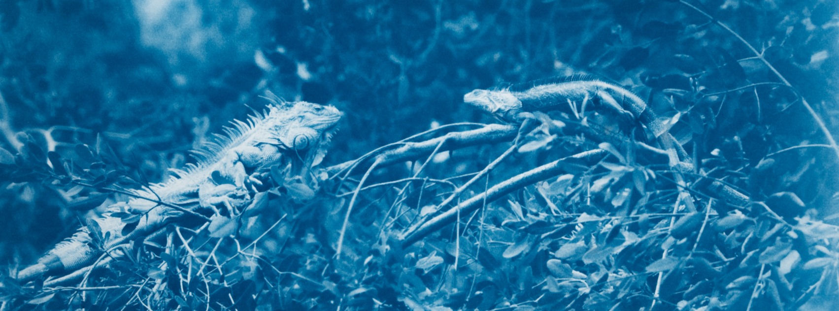 Animal cyanotype photography by Kyano Studio, Paris