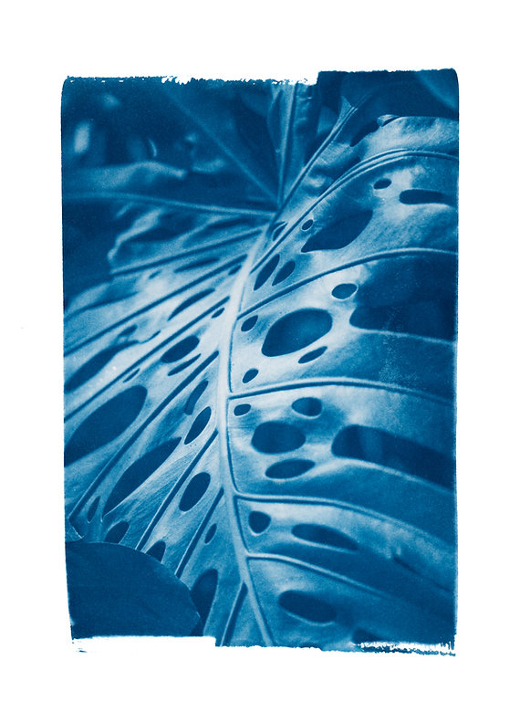 Cyanotype original "Monstera"