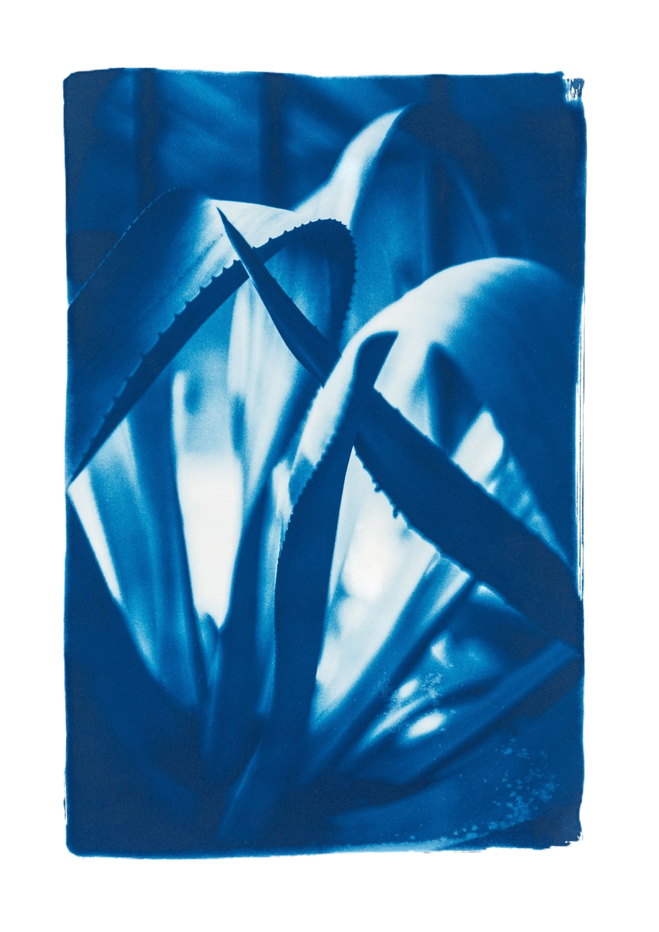 Rêveries Nomades // 20 // Original Cyanotype