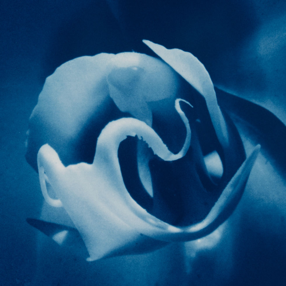 Miniature : orchid flower cyanotype